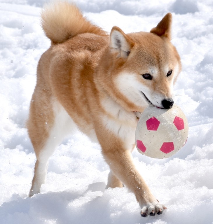 ペット連れプラン